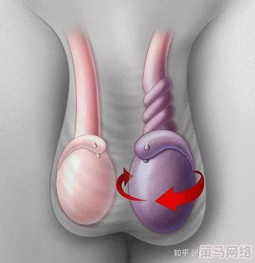 但是睾丸被注入了高浓缩药剂，网友猜测或许是为了增加体力和耐力？